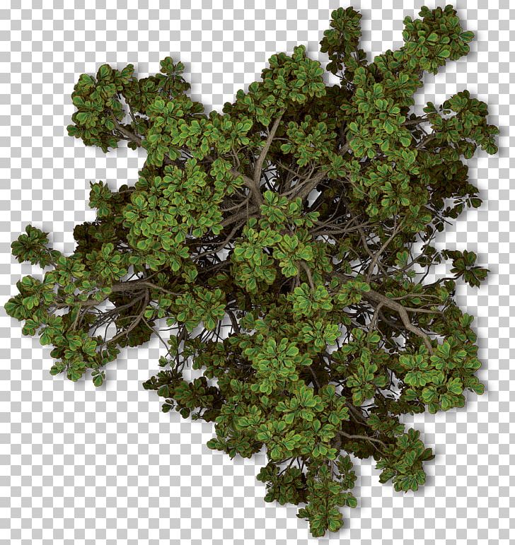 Tree Plant Autumn Shrub PNG, Clipart, Arborvitae, Autumn, Autumn Leaf Color, Branch, Computer Software Free PNG Download