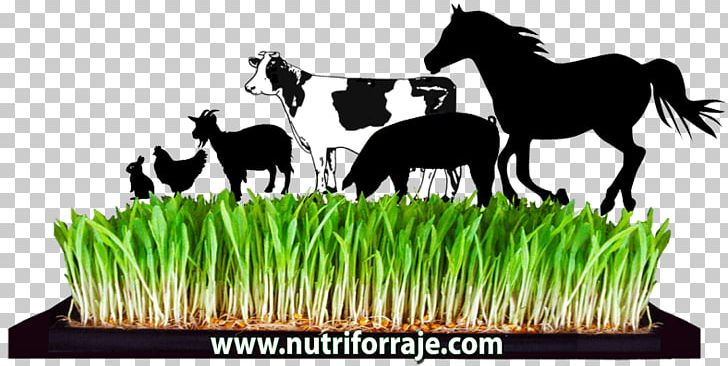 Beef Cattle Fodder Hydroponics Agriculture Dairy Cattle PNG, Clipart, Agriculture, Animal Husbandry, Apkpure, Beef Cattle, Cattle Free PNG Download
