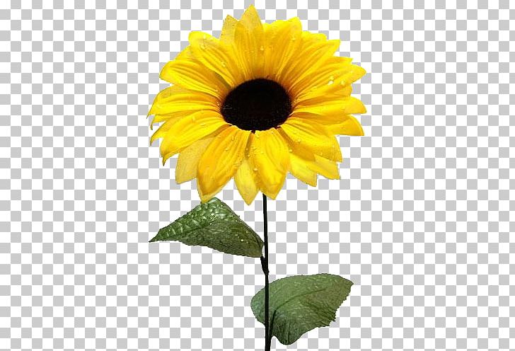 Common Sunflower Sunflower Seed PNG, Clipart, Annual Plant, Aycicegi, Blog, Clip Art, Common Sunflower Free PNG Download