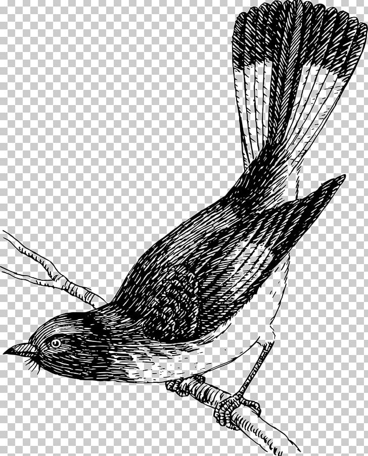 Drawing Computer Icons PNG, Clipart, Animal, Animals, Art, Beak, Bird Free PNG Download