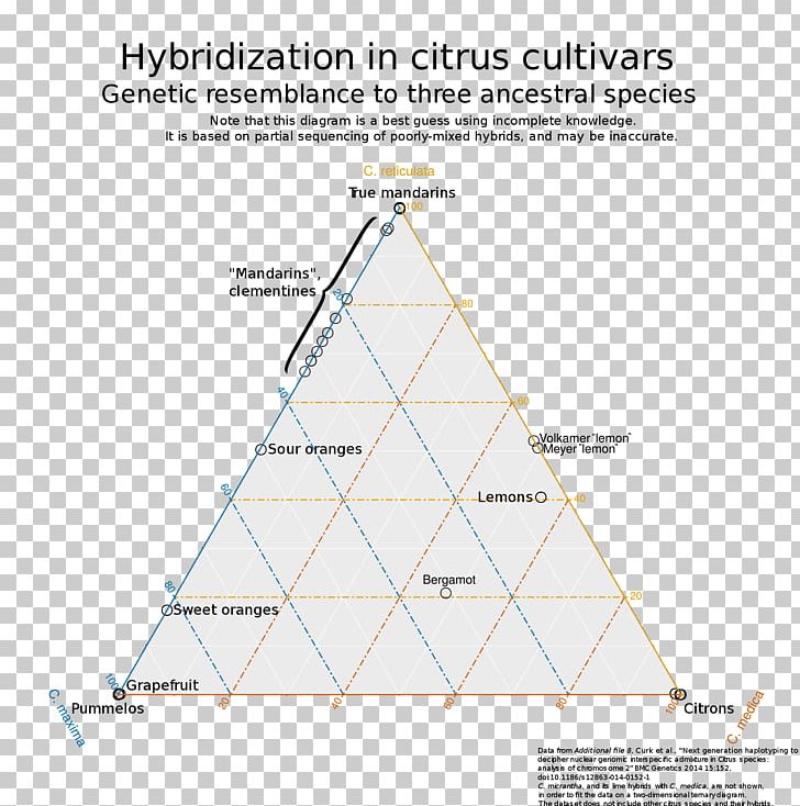 Lemon Citrus Taxonomy Hybrid Citron Rangpur PNG, Clipart, Angle, Area, Citron, Citrus, Citrus Junos Free PNG Download