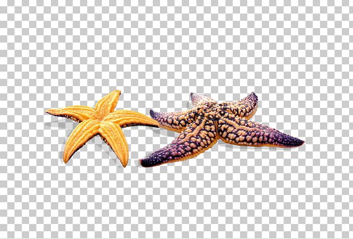 Starfish PNG, Clipart, Adobe Illustrator, Animals, Beach, Beau, Cartoon Starfish Free PNG Download