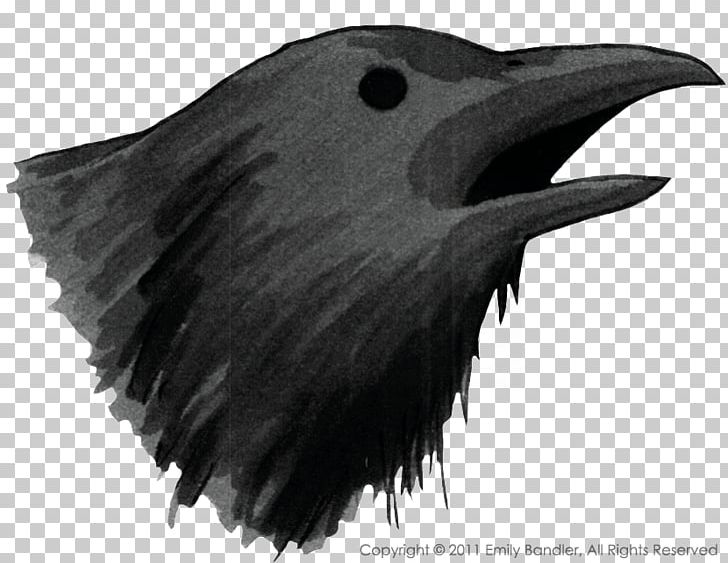 American Crow Common Raven White Beak PNG, Clipart, American Crow, Animals, Beak, Bird, Black And White Free PNG Download