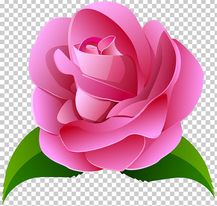 Centifolia Roses Pink PNG, Clipart, Art, Art Deco, Blue, Camellia, Clipart Free PNG Download
