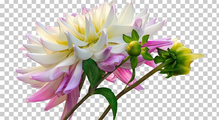 Dahlia Cut Flowers Portable Network Graphics Plants PNG, Clipart, Bud, Dahlia, Daisy Family, Desktop Wallpaper, Floristry Free PNG Download