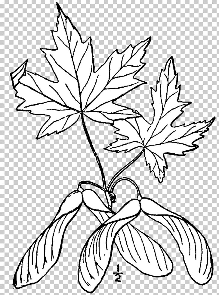 Silver Maple Sugar Maple Red Maple Maple Leaf Drawing PNG, Clipart, Acer Macrophyllum, Albeca, Black And White, Branch, Coloring Book Free PNG Download