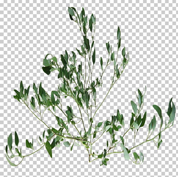Twig Herbalism Plant Stem Leaf PNG, Clipart, Assets, Branch, Flora, Flowering Plant, Grass Free PNG Download