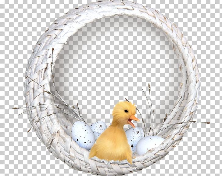 Duck Bird Computer Graphics PNG, Clipart, Animals, Beak, Bird, Chicken, Computer Graphics Free PNG Download