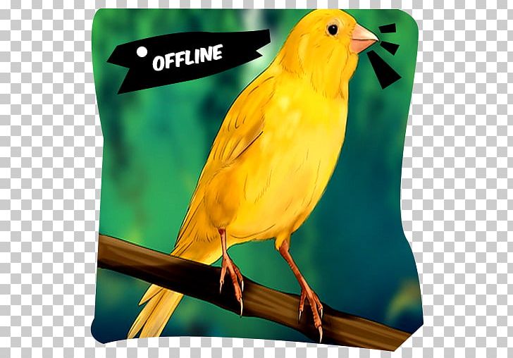 Finches Old World Orioles Parakeet Beak PNG, Clipart, Android Pc, Animals, Apk, Beak, Bird Free PNG Download