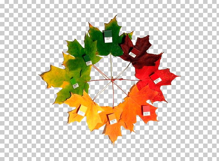 Sugar Maple Autumn Leaf Color Maple Leaf PNG, Clipart, Autumn, Autumn Leaf Color, Christmas Ornament, Color, Coloring Book Free PNG Download