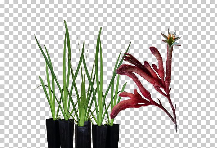 Tall Kangaroo Paw Garden Amaryllis PNG, Clipart, Amaryllis, Bush Tucker, Flower, Flowerpot, Garden Free PNG Download