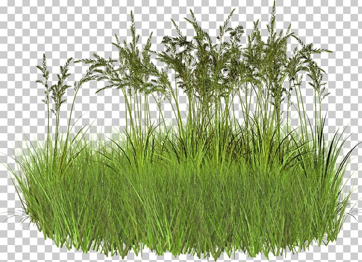 Herbaceous Plant Photography Others PNG, Clipart, Aquarium Decor, Chrysopogon Zizanioides, Commodity, Garden, Grass Family Free PNG Download