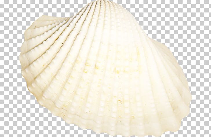 Cockle Seashell Conchology Tellinidae Veneroida PNG, Clipart, 9 August, Animals, Bloemencorso, Capital City, Clam Free PNG Download