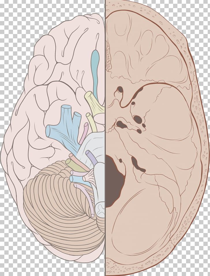 Cranial Nerves Brain Nervous System Cranial Cavity PNG, Clipart, Anatomy, Art, Base Of Skull, Brain, Brainstem Free PNG Download