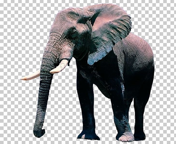 Desktop African Elephant Display Resolution PNG, Clipart, 1080p, African Elephant, Animal, Animals, Desktop Wallpaper Free PNG Download