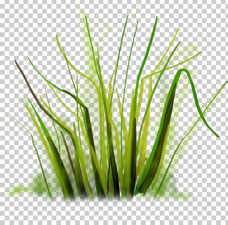Drawing PNG, Clipart, Adobe Photoshop Elements, Animation, Chrysopogon Zizanioides, Commodity, Computer Graphics Free PNG Download