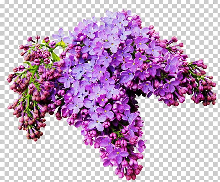 Lilac Flower Albom PNG, Clipart, Albom, Annual Plant, Artificial Flower, Beautiful, Beautiful Flowers Free PNG Download