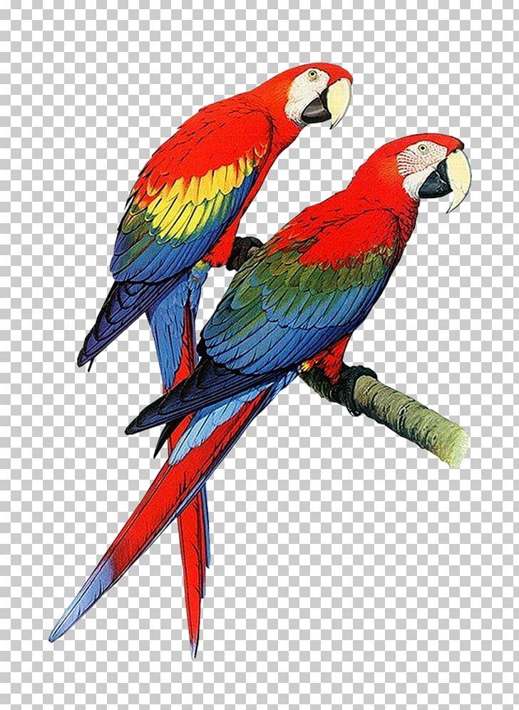 Parrots: A Guide To Parrots Of The World Bird Budgerigar PNG, Clipart, Australian King Parrot, Beak, Bird, Book, Budgerigar Free PNG Download