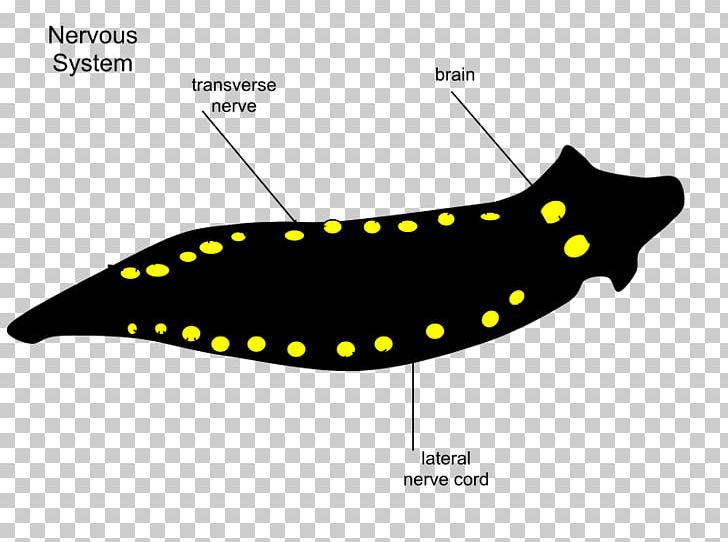 Planarian Nervous System Turbellaria Invertebrate Body Cavity PNG, Clipart, Body Cavity, Eye, Fauna, Fish, Information Free PNG Download