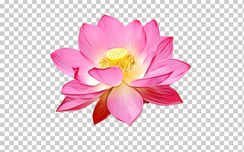 Sacred Lotus Annual Plant Dahlia Nelumbonaceae Cut Flowers PNG, Clipart, Annual Plant, Biology, Cut Flowers, Dahlia, Family Free PNG Download