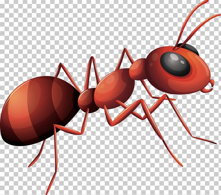 Ant PNG, Clipart, Adobe Illustrator, Ant Cartoon, Ant Line, Ants, Ants  Vector Free PNG Download