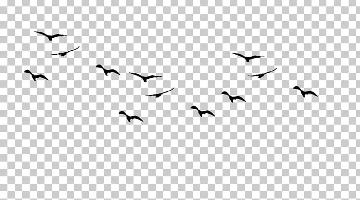 birds flying silhouette line