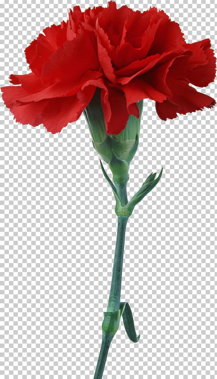 Carnation Photography Flower PNG, Clipart, Animation, Carnation, China Rose, Cut Flowers, Dianthus Free PNG Download