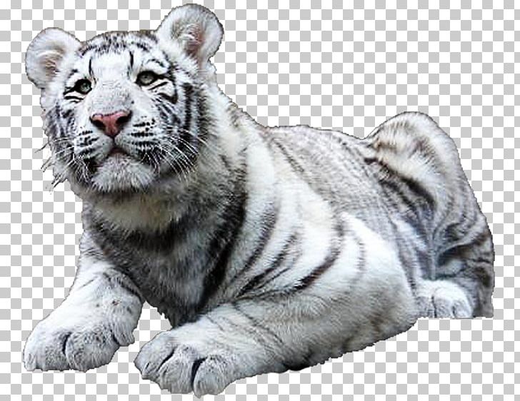 Felidae Lion White Tiger Bengal Tiger PNG, Clipart, Animal, Animals, Big Cats, Carnivoran, Cat Free PNG Download