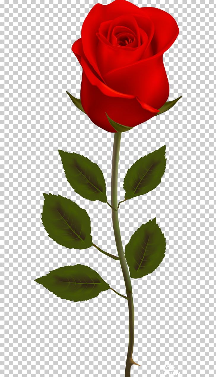 Garden Roses Cabbage Rose China Rose PNG, Clipart, China Rose, Cicek, Cut Flowers, Desktop Wallpaper, Drawing Free PNG Download