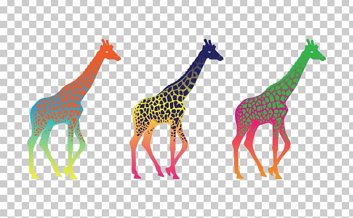 Giraffe Desktop Display Resolution High-definition Television PNG, Clipart, 4k Resolution, 1080p, Animal, Animals, Computer Free PNG Download