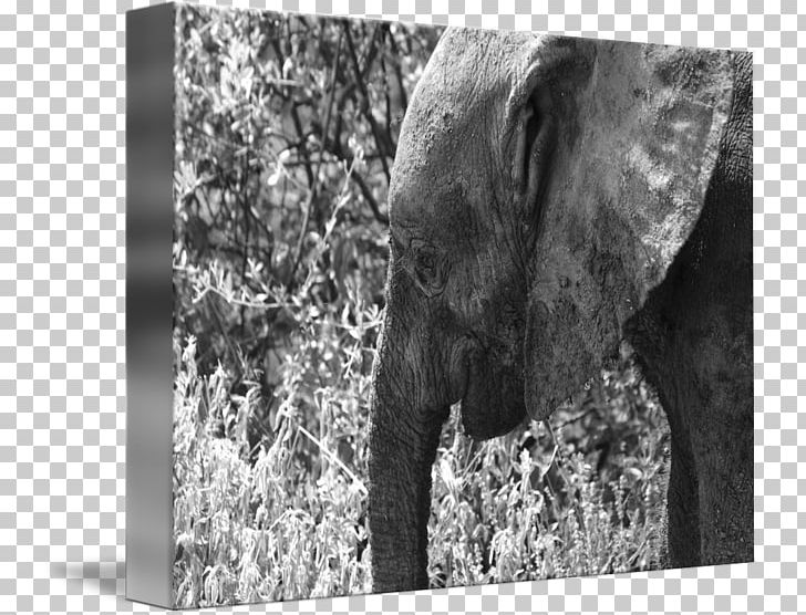 Indian Elephant African Elephant Wildlife Elephantidae Photography PNG, Clipart, African Elephant, Animal, Black And White, Elephant, Elephantidae Free PNG Download