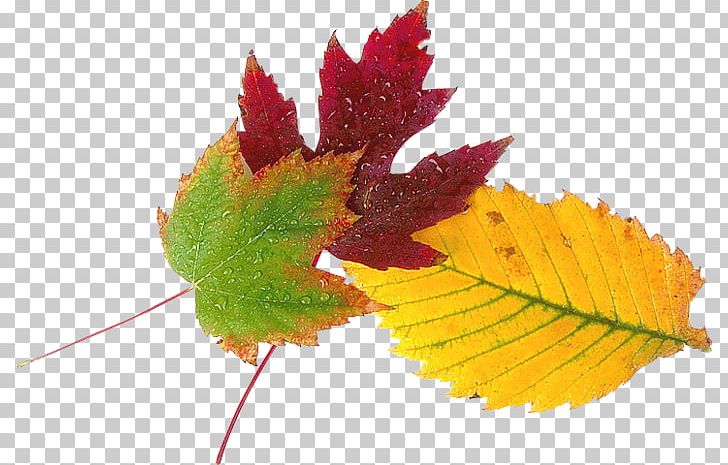 Maple Leaf Yellow LiveInternet Autumn PNG, Clipart, Autumn, Baner, Diary, Email, Green Free PNG Download