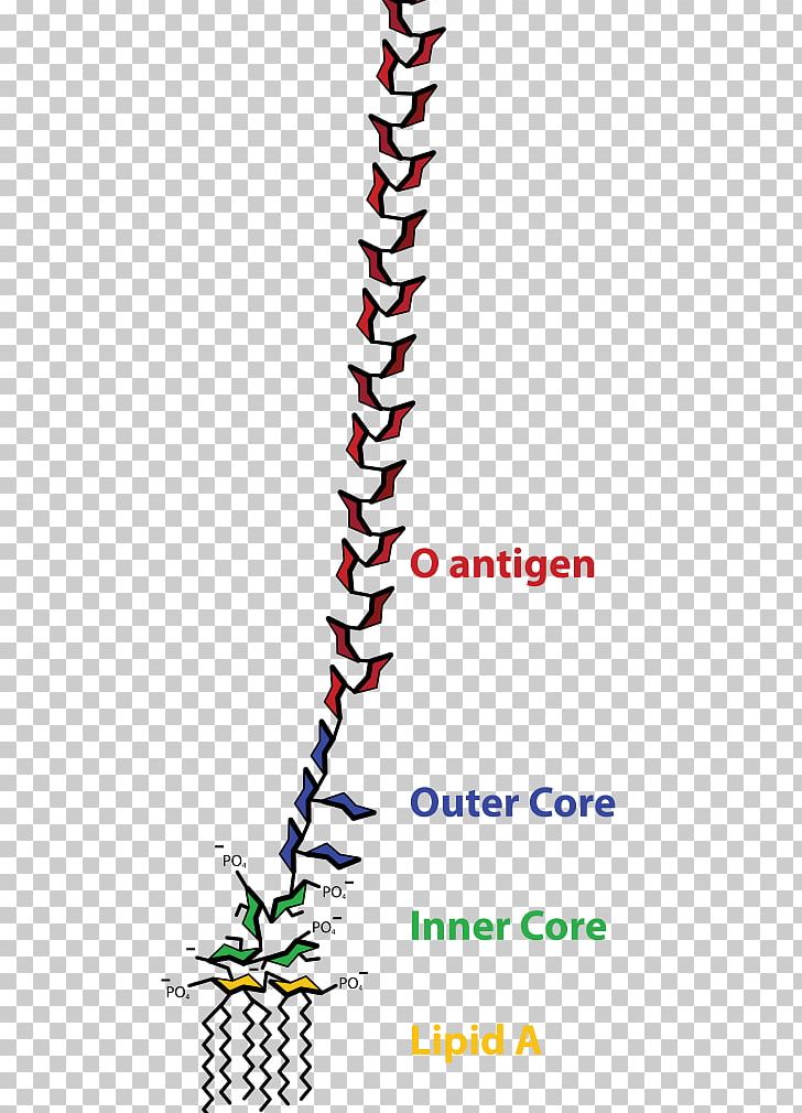 Endotoxin Gram-negative Bacteria Cell Membrane Protein PNG, Clipart, Angle, Antigen, Bacteria, Biology, Cell Free PNG Download