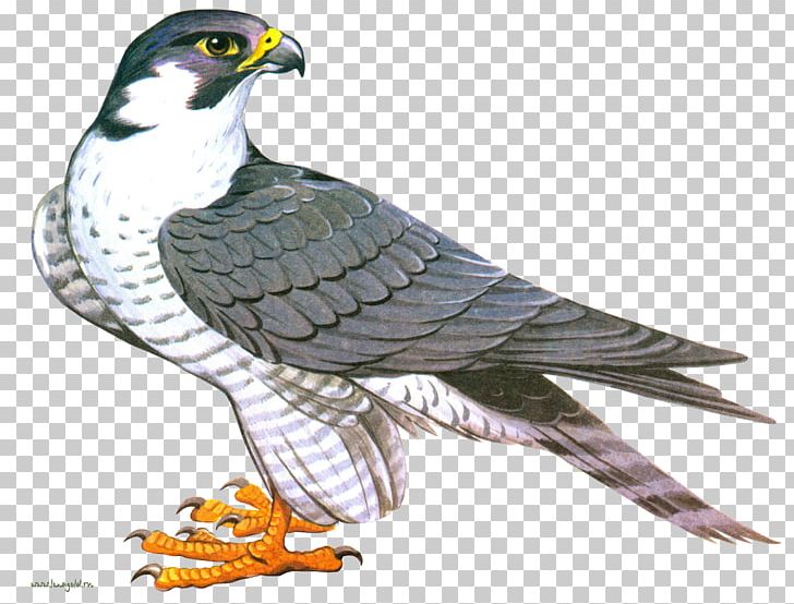 Falcon PNG, Clipart, Falcon Free PNG Download