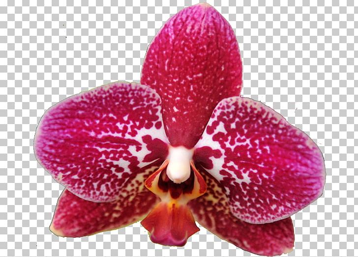 Moth Orchids Amazon.com Cattleya Orchids Magenta PNG, Clipart, Amazoncom, Cattleya, Cattleya Orchids, Flower, Flowering Plant Free PNG Download