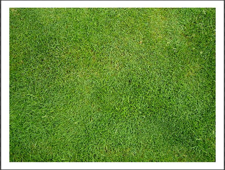 Artificial Turf Meadow Lawn Grasses Groundcover PNG, Clipart, Artificial Turf, Family, Grass, Grasses, Grass Family Free PNG Download