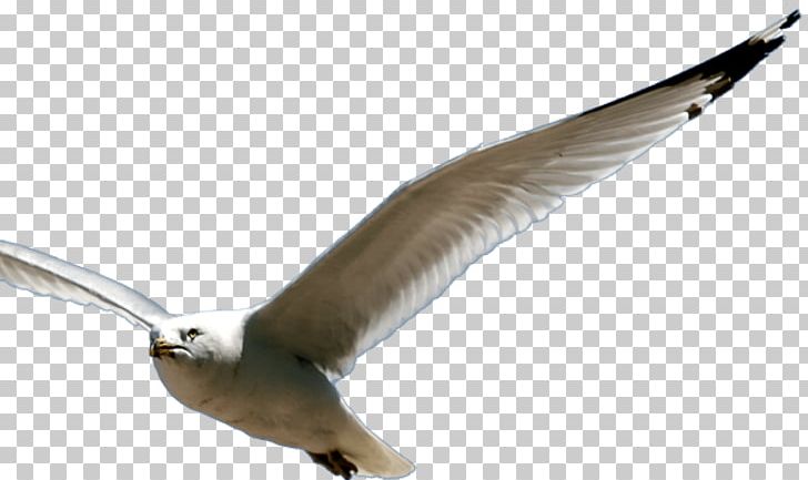 European Herring Gull Mind Spirit Soul Sense PNG, Clipart, Bead, Beak, Bird, Charadriiformes, Chhinnamasta Free PNG Download