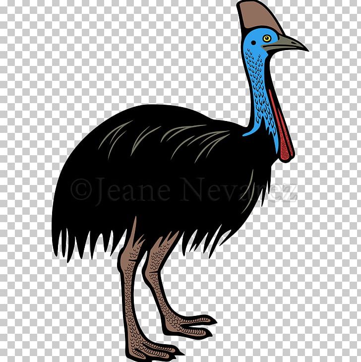 Flightless Bird Southern Cassowary PNG, Clipart, Animals, Beak, Bird, Cassowary, Drawing Free PNG Download
