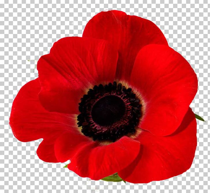 Remembrance Poppy Down To Earth Garden Flowers Common Poppy PNG, Clipart, Anemone, Annual Plant, Anzac Day, Armistice Day, California Poppy Free PNG Download