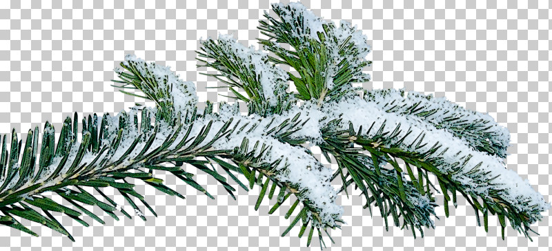 Shortleaf Black Spruce Columbian Spruce Balsam Fir Tree Jack Pine PNG, Clipart, American Larch, Balsam Fir, Branch, Canadian Fir, Colorado Spruce Free PNG Download