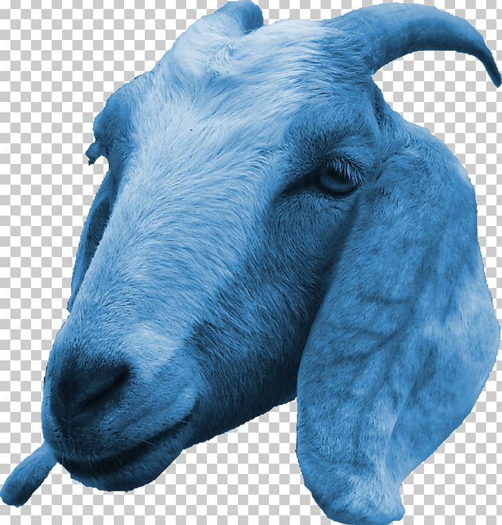 Scapegoat Cattle Sheep Caprinae PNG, Clipart, Animals, Blue, Caprinae, Cattle, Cattle Like Mammal Free PNG Download