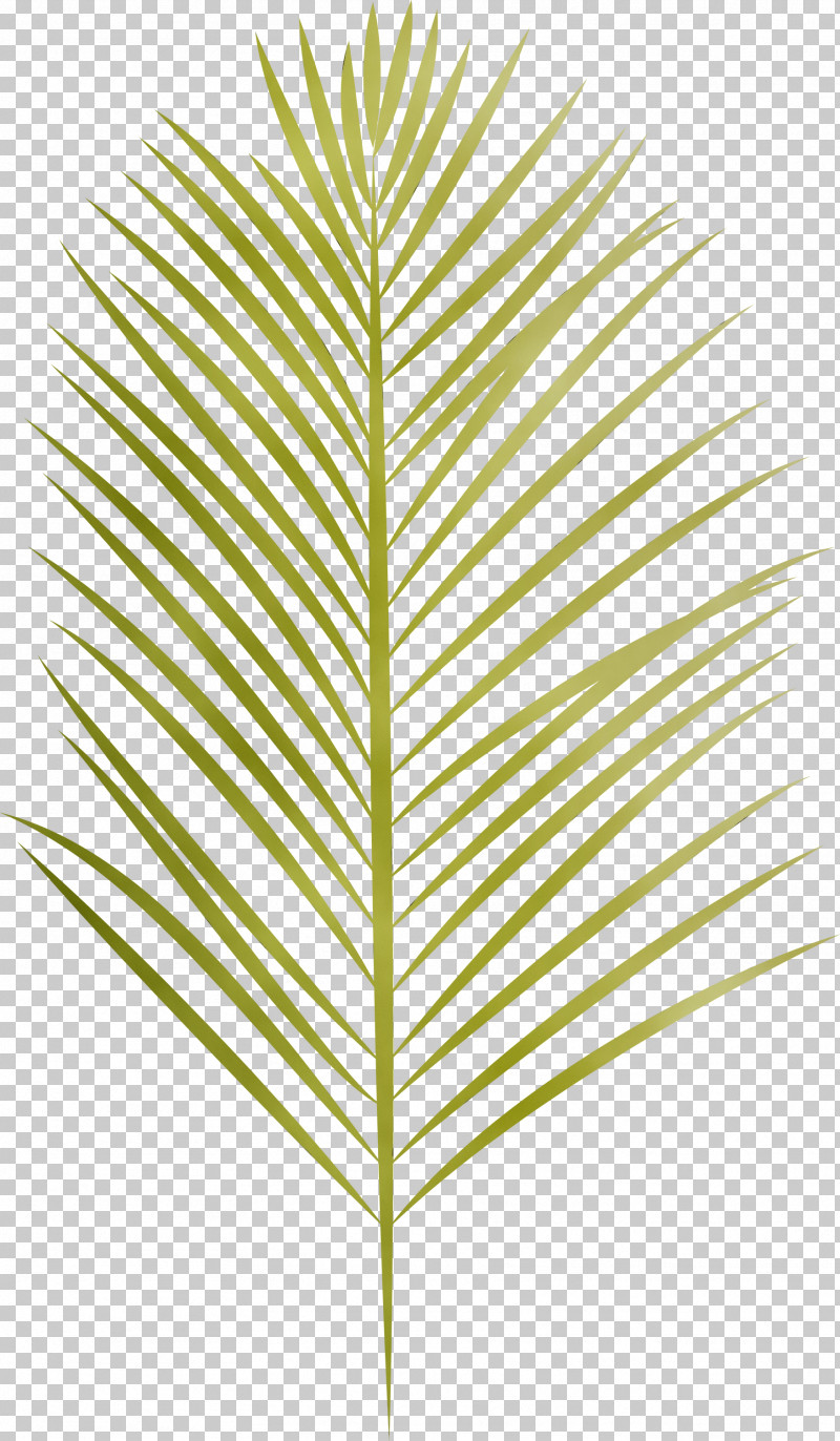 Leaf Plant Stem Grasses Angle Line PNG, Clipart, Angle, Arabian Landscape, Biology, Grasses, Leaf Free PNG Download