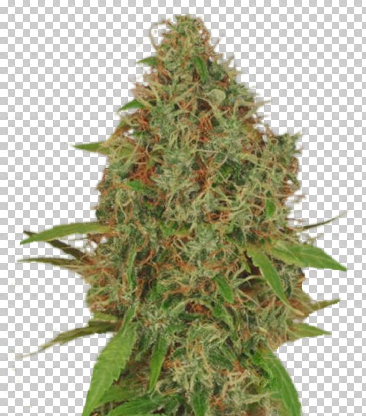 Autoflowering Cannabis Kush Seed Plant PNG, Clipart, Autoflowering Cannabis, Cannabis, Crimea, Cultivar, Hashish Free PNG Download