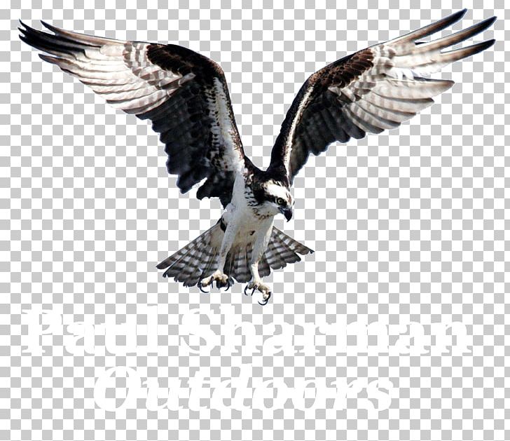 Bird Of Prey Osprey Bald Eagle PNG, Clipart, Accipitriformes, Bald Eagle, Beak, Bird, Bird Flight Free PNG Download