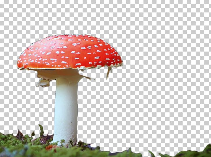 Edible Mushroom Red PNG, Clipart, Cap, Clip Art, Designer, Download, Edible Free PNG Download