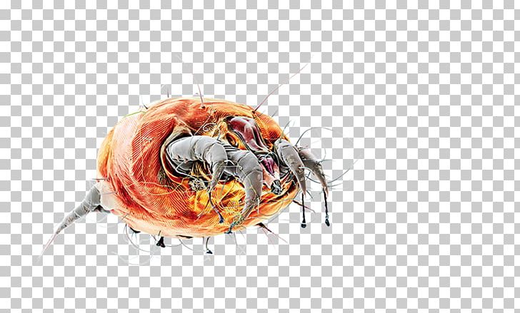 Insect Seafood Pest PNG, Clipart, Animals, Insect, Invertebrate, Orange, Organism Free PNG Download