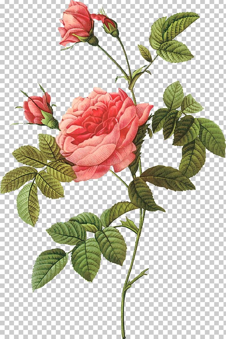 Pierre-Joseph Redoutxe9 (1759-1840) Rose Painter Printing Lithography PNG, Clipart, Branch, Cartoon, Cartoon Rose, China Rose, Decoration Free PNG Download