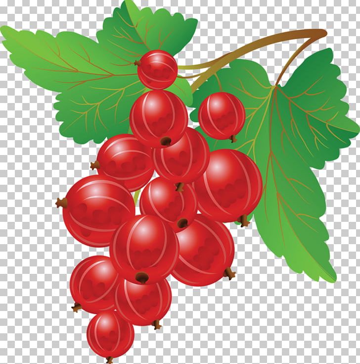 Redcurrant Blueberry Fruit PNG, Clipart, Blueberries, Blueberry Bush, Blueberry Cake, Blueberry Jam, Blueberry Juice Free PNG Download