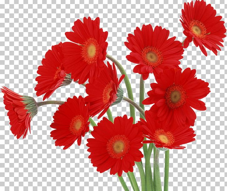 Transvaal Daisy Flower Desktop High-definition Television Red PNG, Clipart, Annual Plant, Carnation, Cut Flowers, Daisy Family, Desktop Wallpaper Free PNG Download