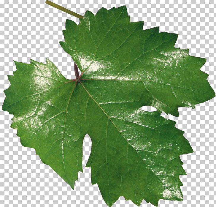 Common Grape Vine Leaf Grape Leaves PNG, Clipart, Common Grape Vine, Dill, Grape Juice, Grape Leaves, Grapevine Family Free PNG Download